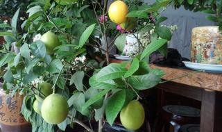 柠檬树怎么修剪结果多
